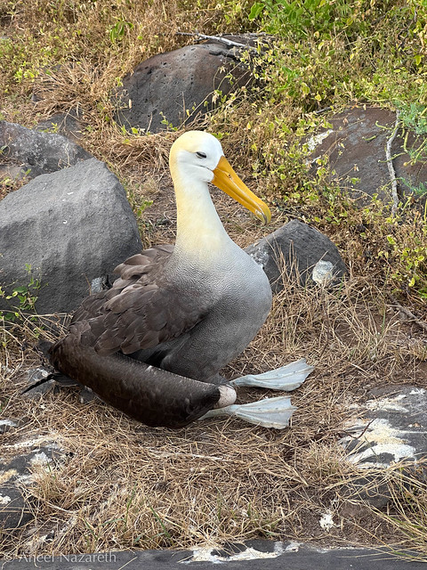 Waved Albatross nesting