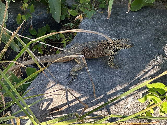 Española Lava Lizard