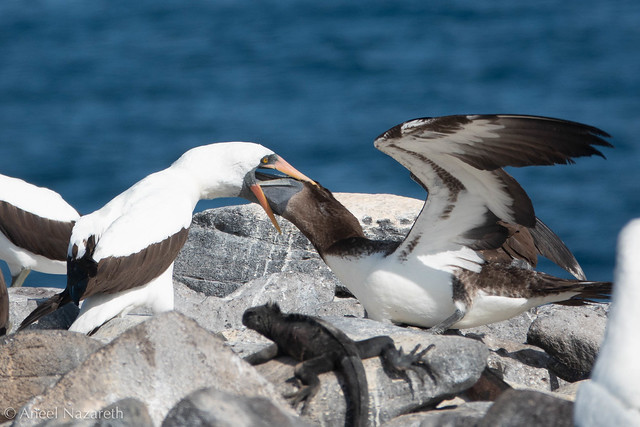 Nazca Booby feeding