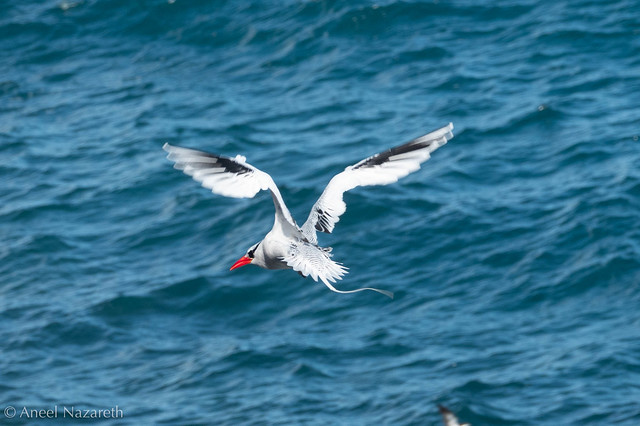 Red-billed Tropicbird