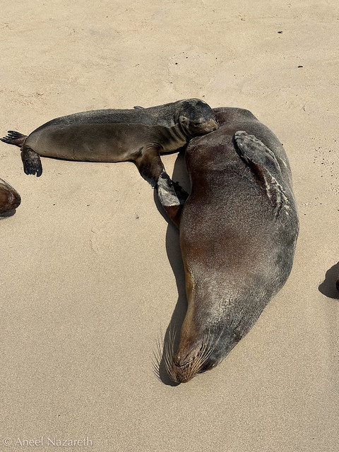 Galapagos Sea Lion
