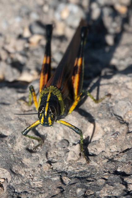 Large Painted Locust