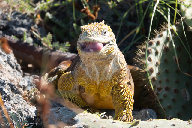 Gommon Land Iguana Tongue