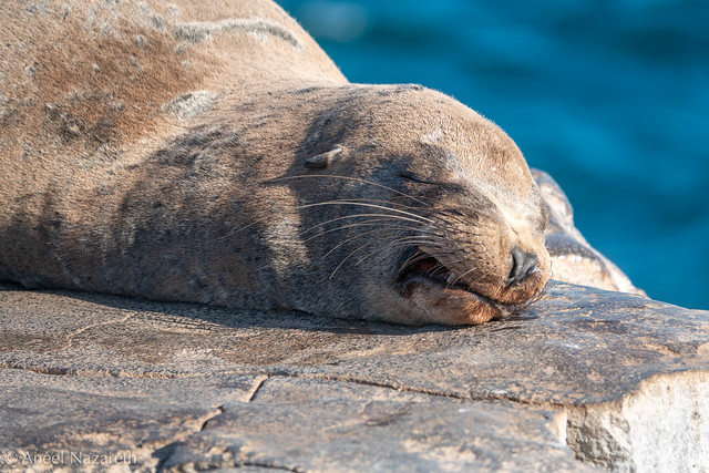 Galapagos Sea Lion (m)