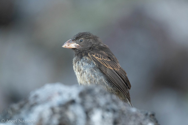 Genovesa Cactus Finch
