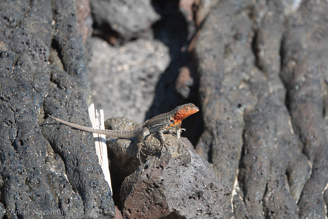 Lava Lizard