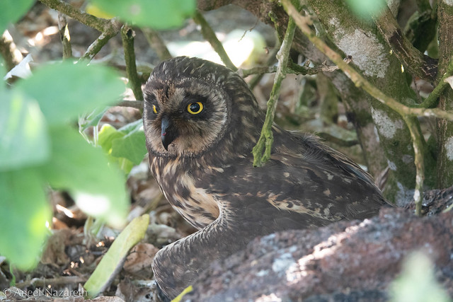 Short-eared Owl